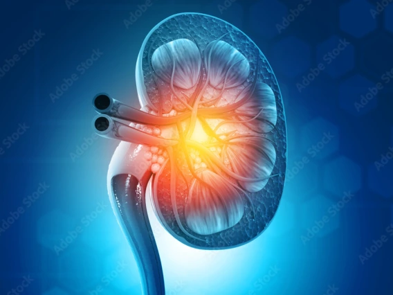 kidney