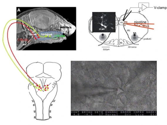 Fregosi lab techniques