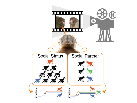 Graphical Abstract depicting monkeys observing other monkeys in a hierarchy.  Colorful cartoon monkeys mark the different groups utilized in the paper.