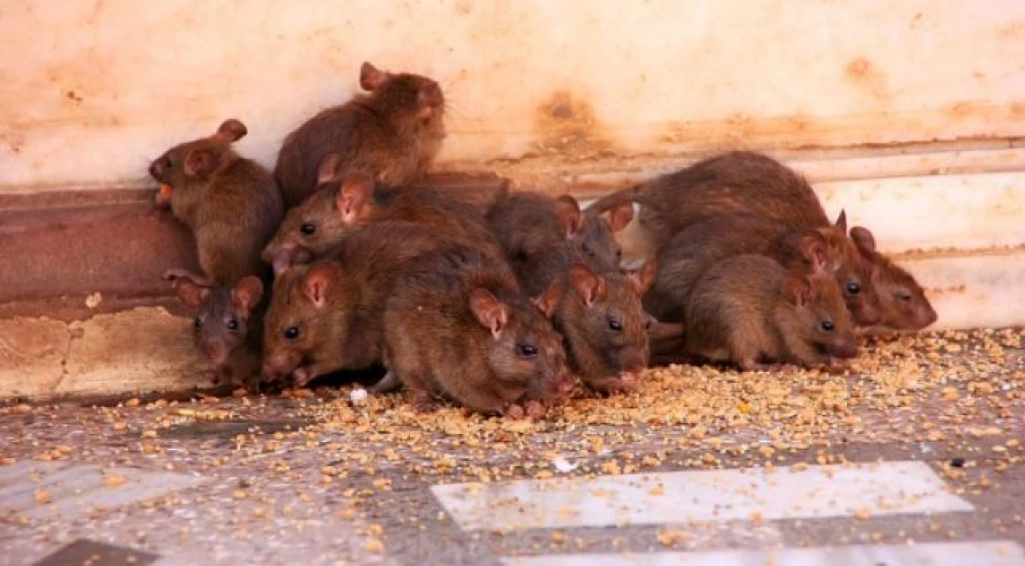 Reducing Rat Populations Through UA-invented Humane Fertility Control